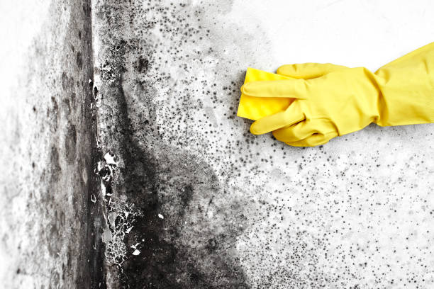 Best Residential Mold Remediation in Rushville, IN