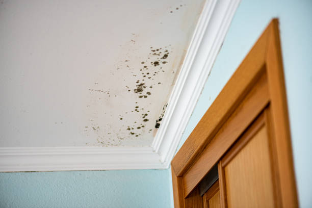Best DIY Mold Remediation Support Services in Rushville, IN