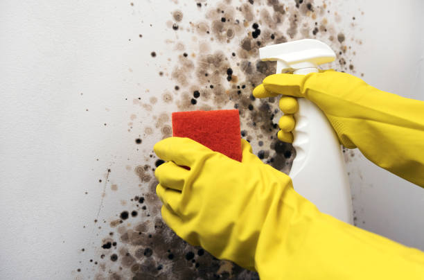 Best Bathroom Mold Remediation in Rushville, IN