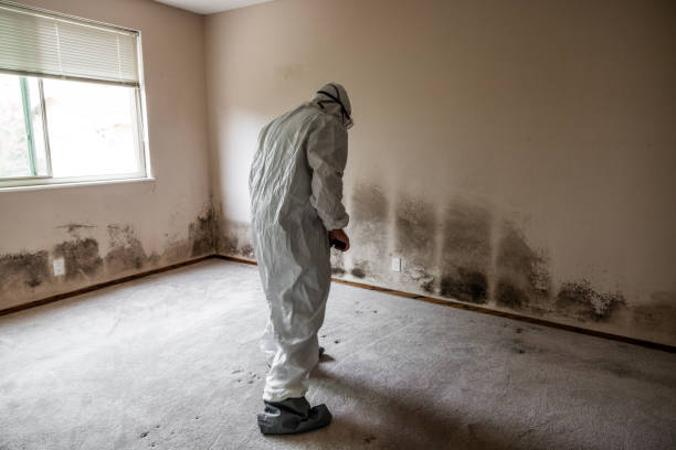 Best Basement Mold Remediation in Rushville, IN