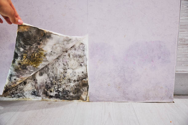 Best Localized Mold Remediation (e.g., coastal areas, humid climates) in Rushville, IN